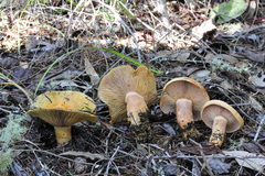 Lactarius rubrilacteus
