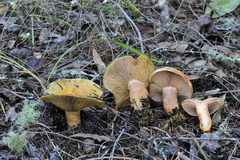 Lactarius rubrilacteus