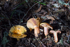 Lactarius rubrilacteus