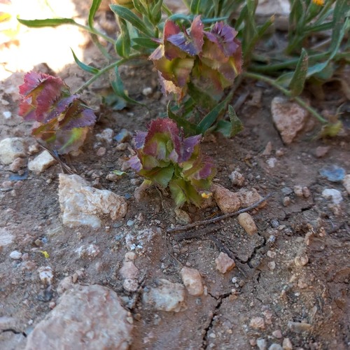Calendula tripterocarpa