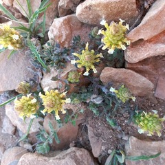 Teucrium compactum, photograph Abdenour Kheloufi, CC BY, iNaturalist via GBIF