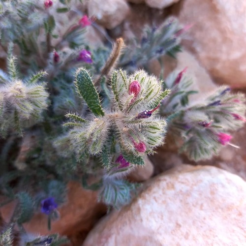 Echium humile
