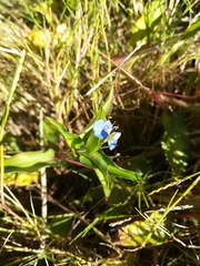 Commelina diffusa diffusa