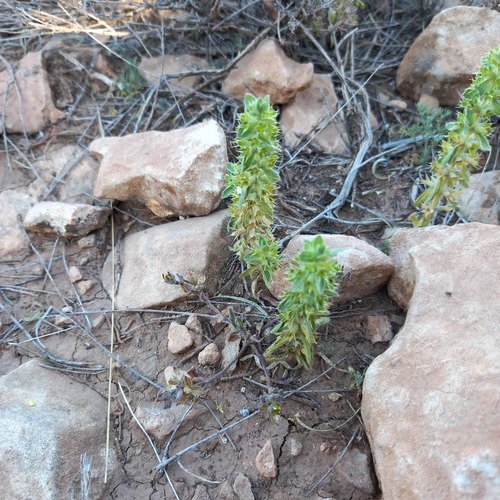 Sideritis montana ebracteata