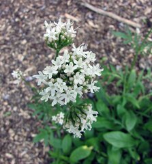 Turkish Valerian (Valeriana phu)