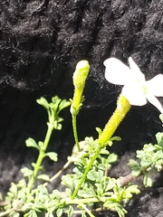 Jamesbrittenia argentea