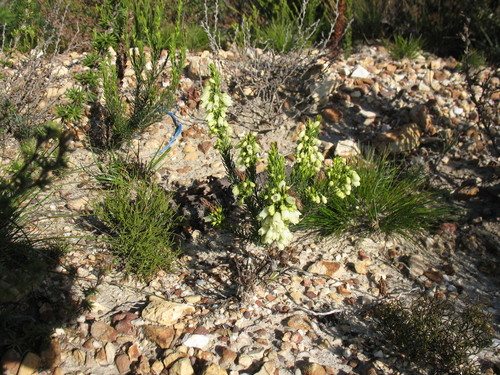 Image of Erica filipendula by (c) Michael D. Pirie, some rights reserved (CC BY)