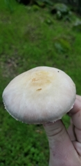 Agaricus kerriganii