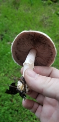 Agaricus kerriganii
