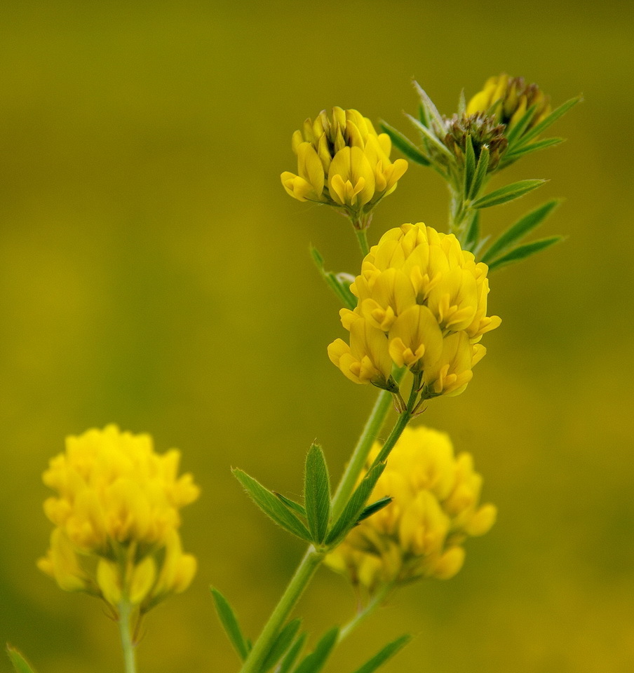 sickle alfalfa
