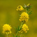 Medicago falcata - Photo (c) Andy Fyon,  זכויות יוצרים חלקיות (CC BY-NC), uploaded by Andy Fyon
