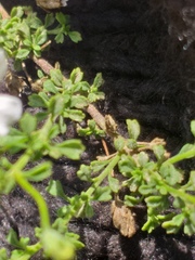 Jamesbrittenia argentea