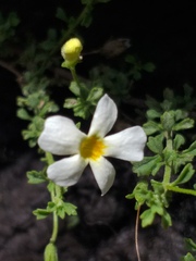 Jamesbrittenia argentea