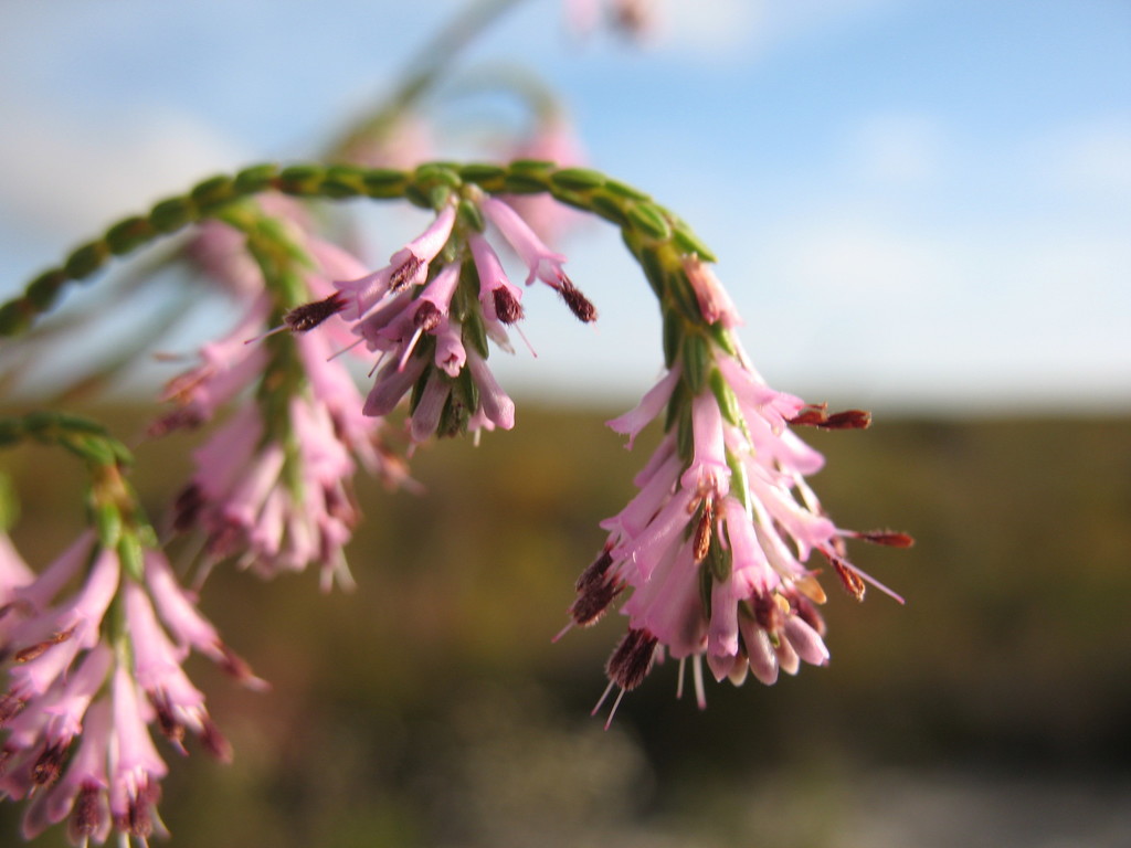 Erica innovans