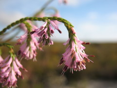 Erica innovans