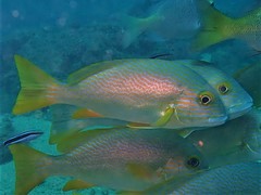 Plectorhinchus multivittatus