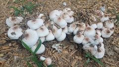 Leucoagaricus meleagris