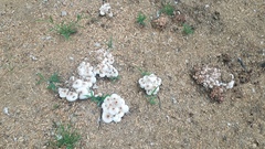 Leucoagaricus meleagris