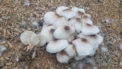 Leucoagaricus meleagris