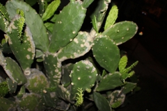 Opuntia cochenillifera