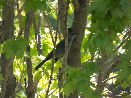 Gray Catbird photographed in Pennsylvania