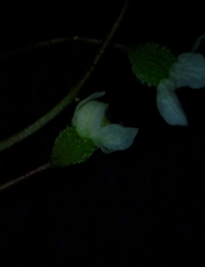Spermolepis echinata