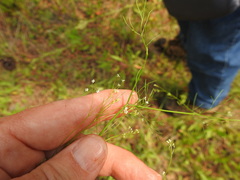 Spermolepis echinata