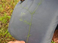 Spermolepis echinata