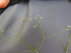 Spermolepis echinata