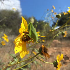 Platylyra californica