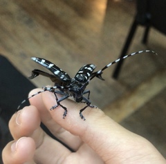 Anoplophora chinensis