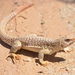 Iguana de Desierto - Photo (c) saemerso, algunos derechos reservados (CC BY-NC), subido por saemerso