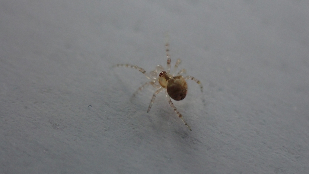 Paidiscura dromedaria