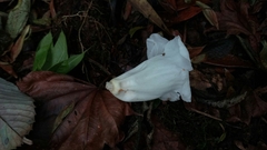 Rhododendron lindleyi