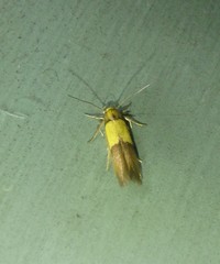 Stathmopoda callichrysa