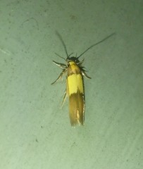 Stathmopoda callichrysa