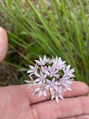 Allium canadense var. mobilense image