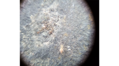 Araneae