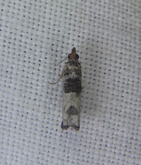Spilonota constrictana