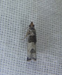 Spilonota constrictana
