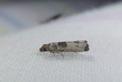 Spilonota constrictana