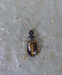 Pentagonica