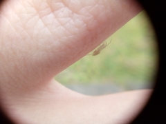 Araneae