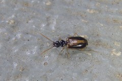 Pentagonica