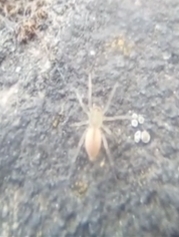 Araneae