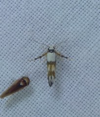 Stathmopoda pantarches