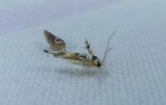 Stathmopoda pantarches