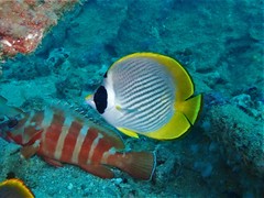 Chaetodon adiergastos