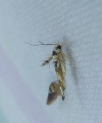 Stathmopoda pantarches