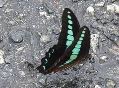 Graphium sarpedon